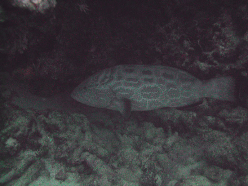 Black Grouper