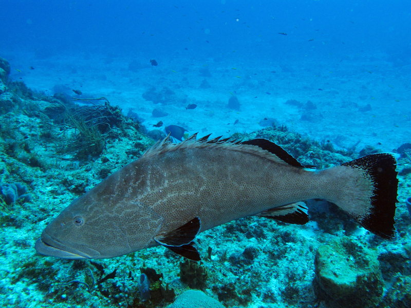 Black Grouper