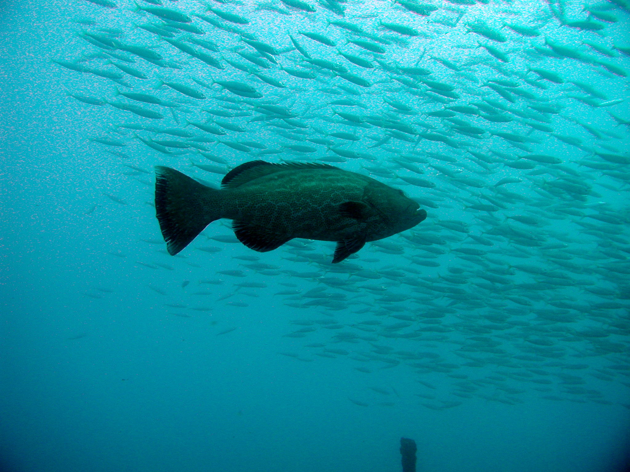 Black Grouper