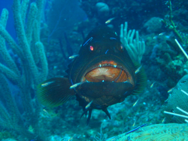 Black Grouper