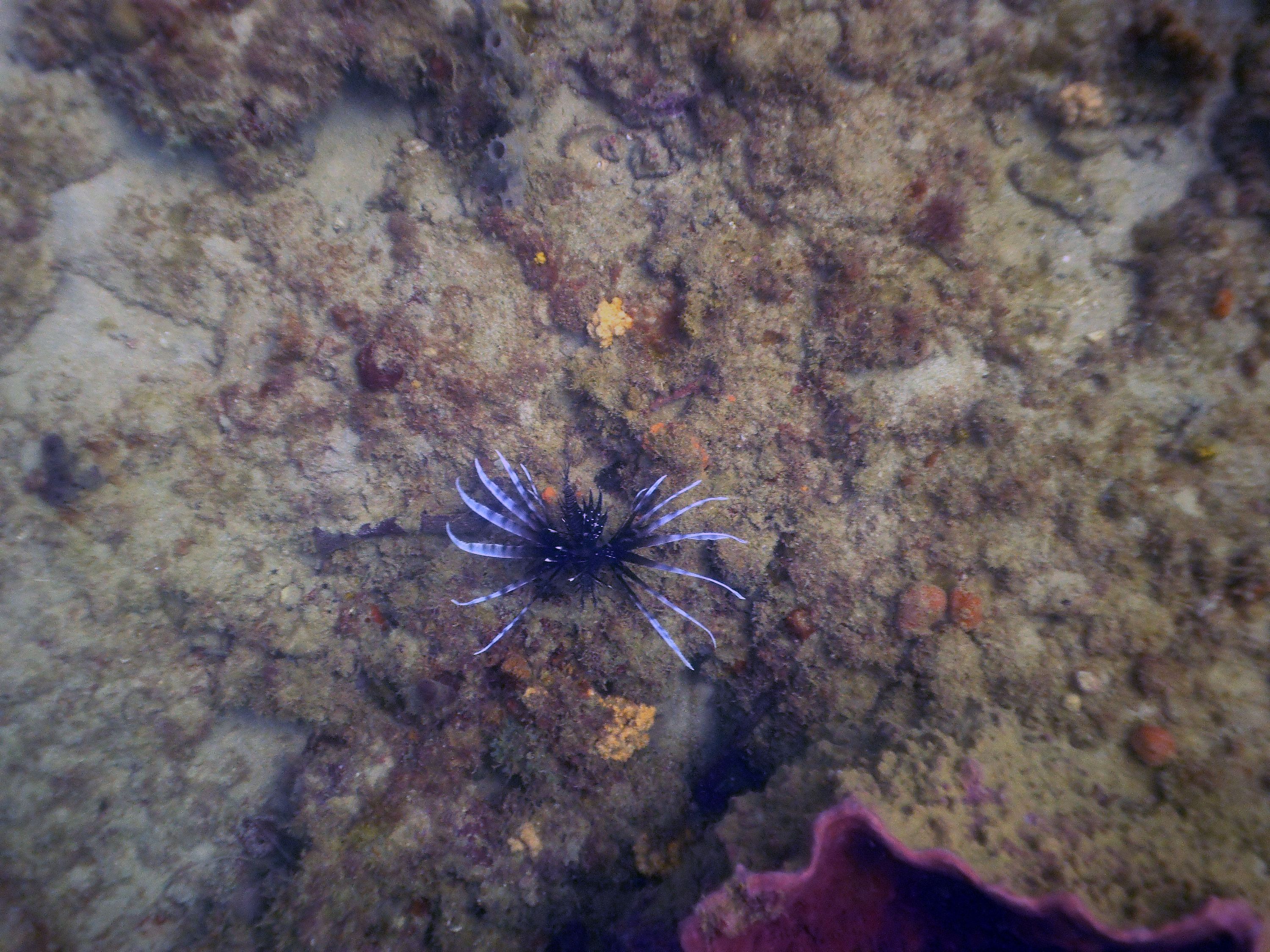 Black Lion fish from above