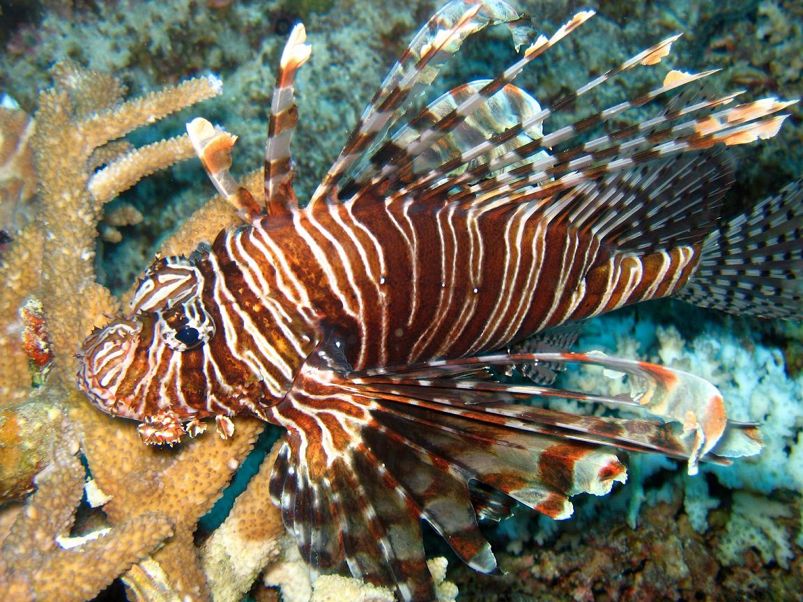 Black Lionfish