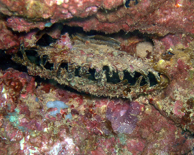 Black-Lipped Pearl Oyster