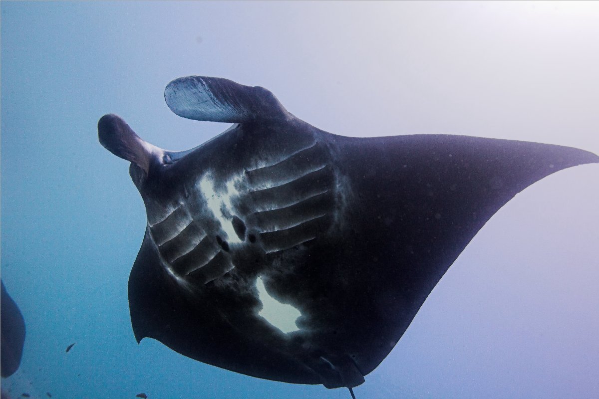 Black Manta showing her belly