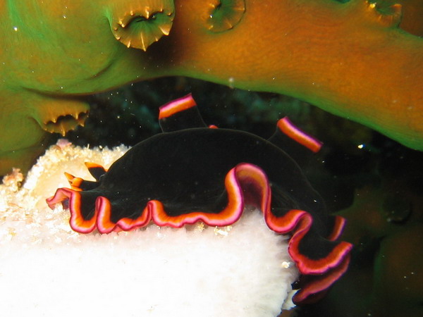 Black & Neon Flatworm