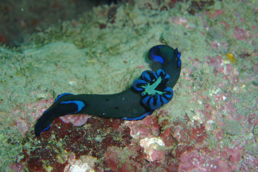 Black Nudibranch