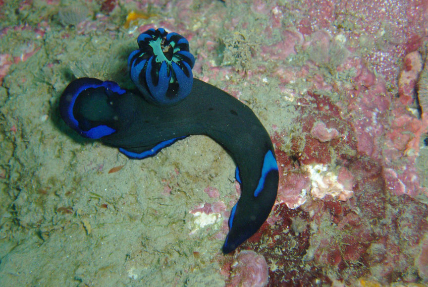 Black Nudibranch