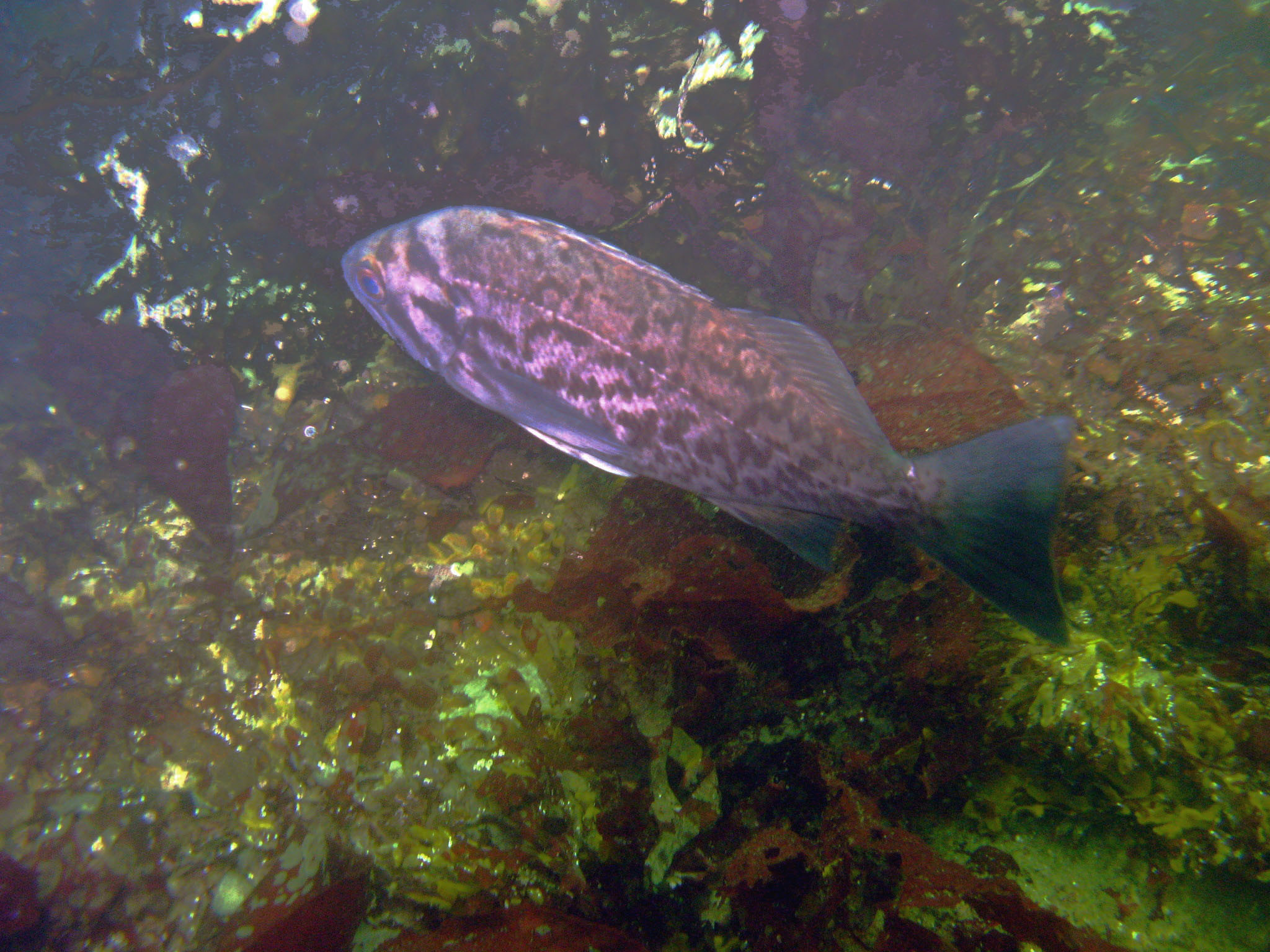 Black or Blue Rockfish