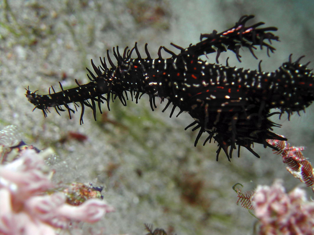 Black ornate Ghost Pipefish