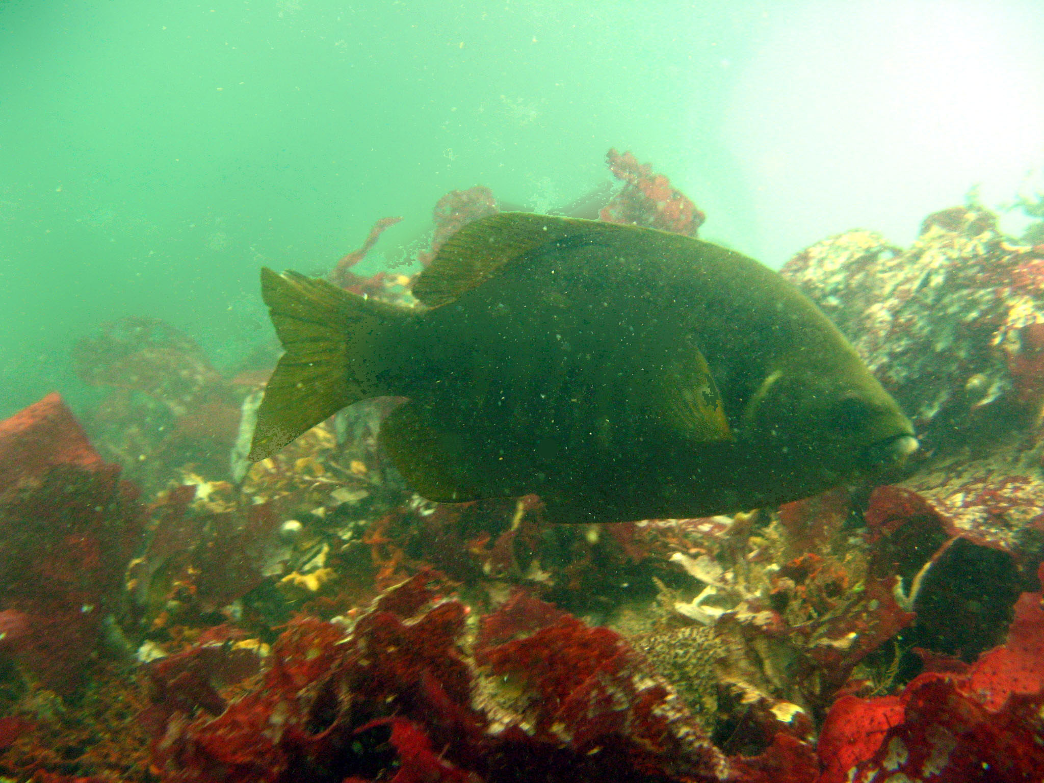 Black perch (Embiotoca jacksoni)