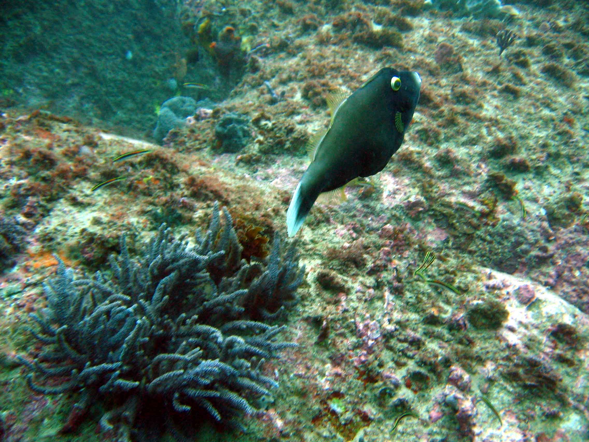 Black Reef Leatherjacket