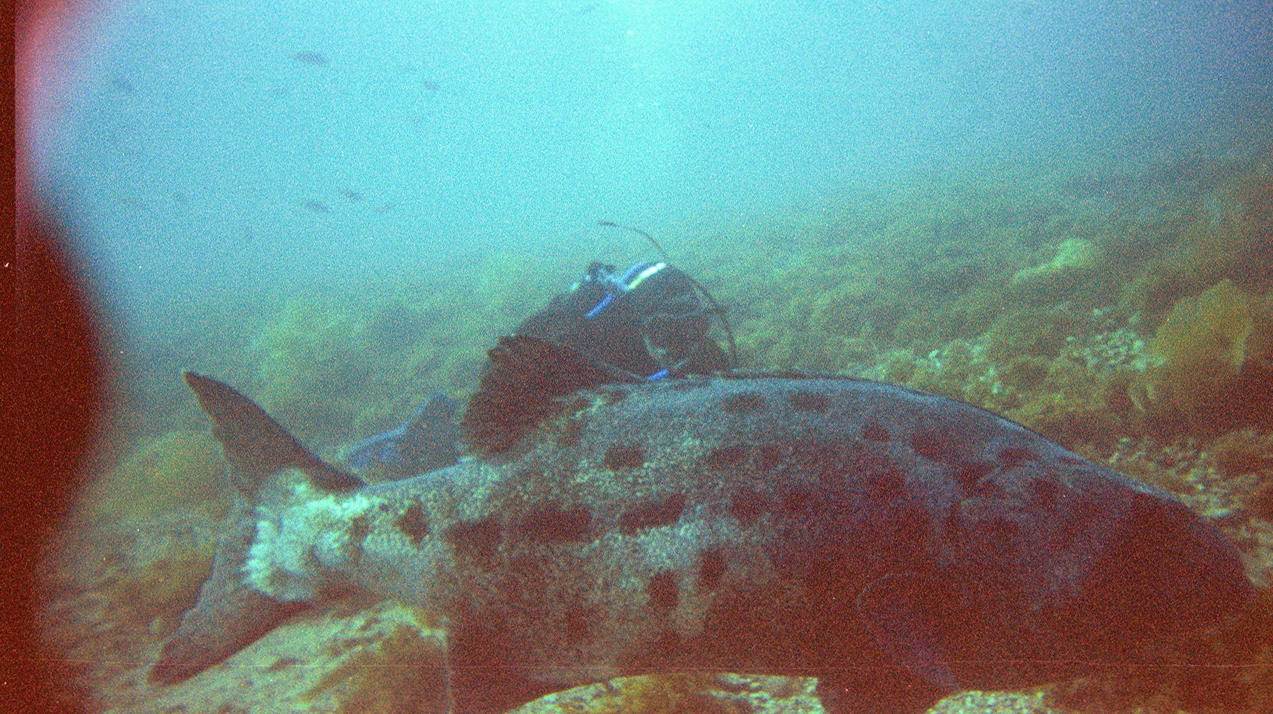 black sea bass italian gardens