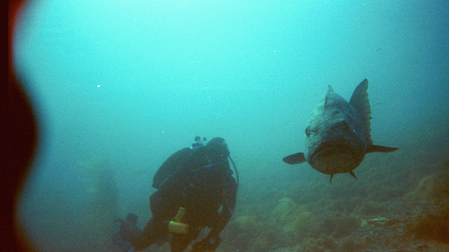 black sea bass italian gardens