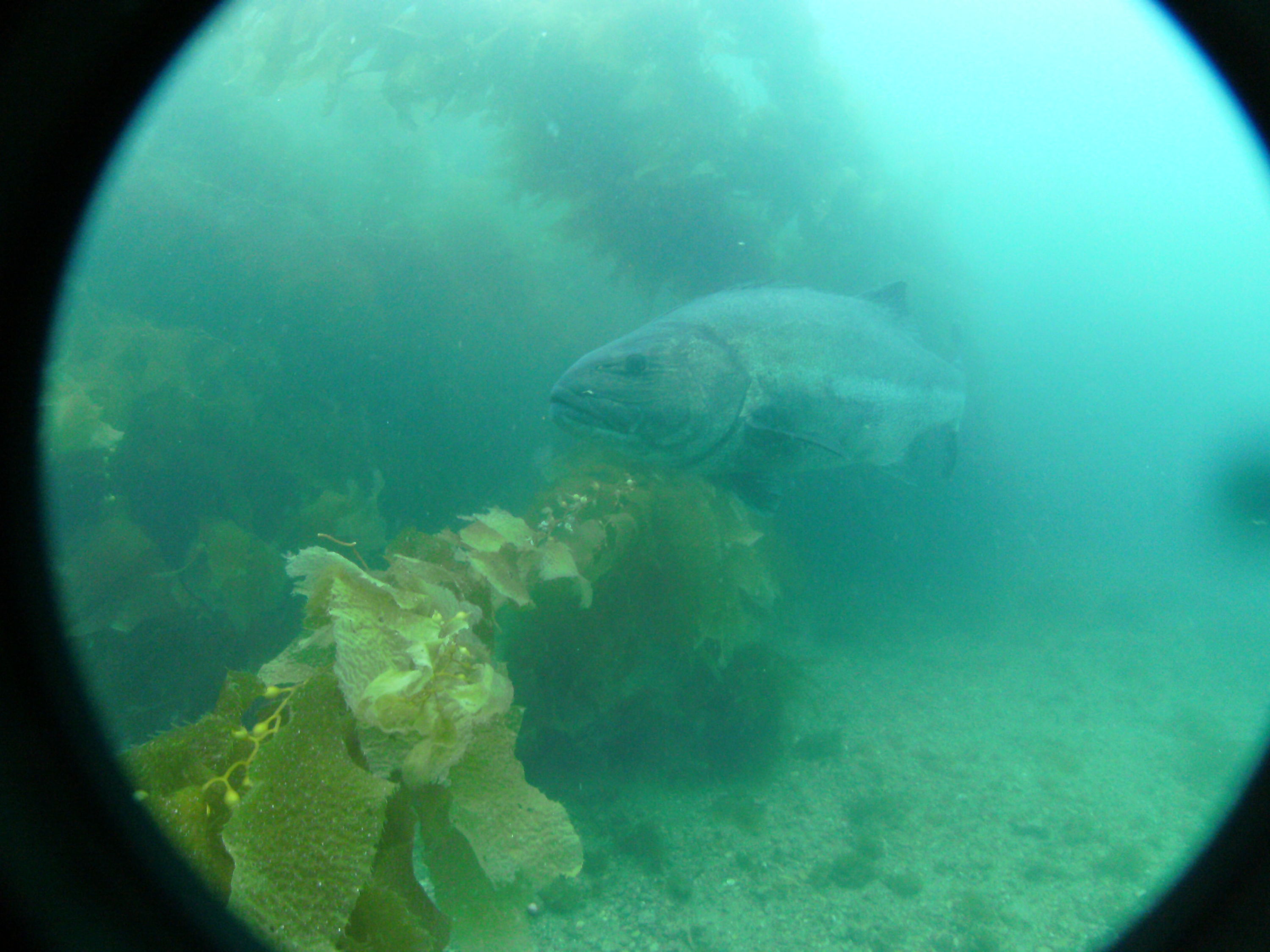 Black Sea Bass off Catalina Island