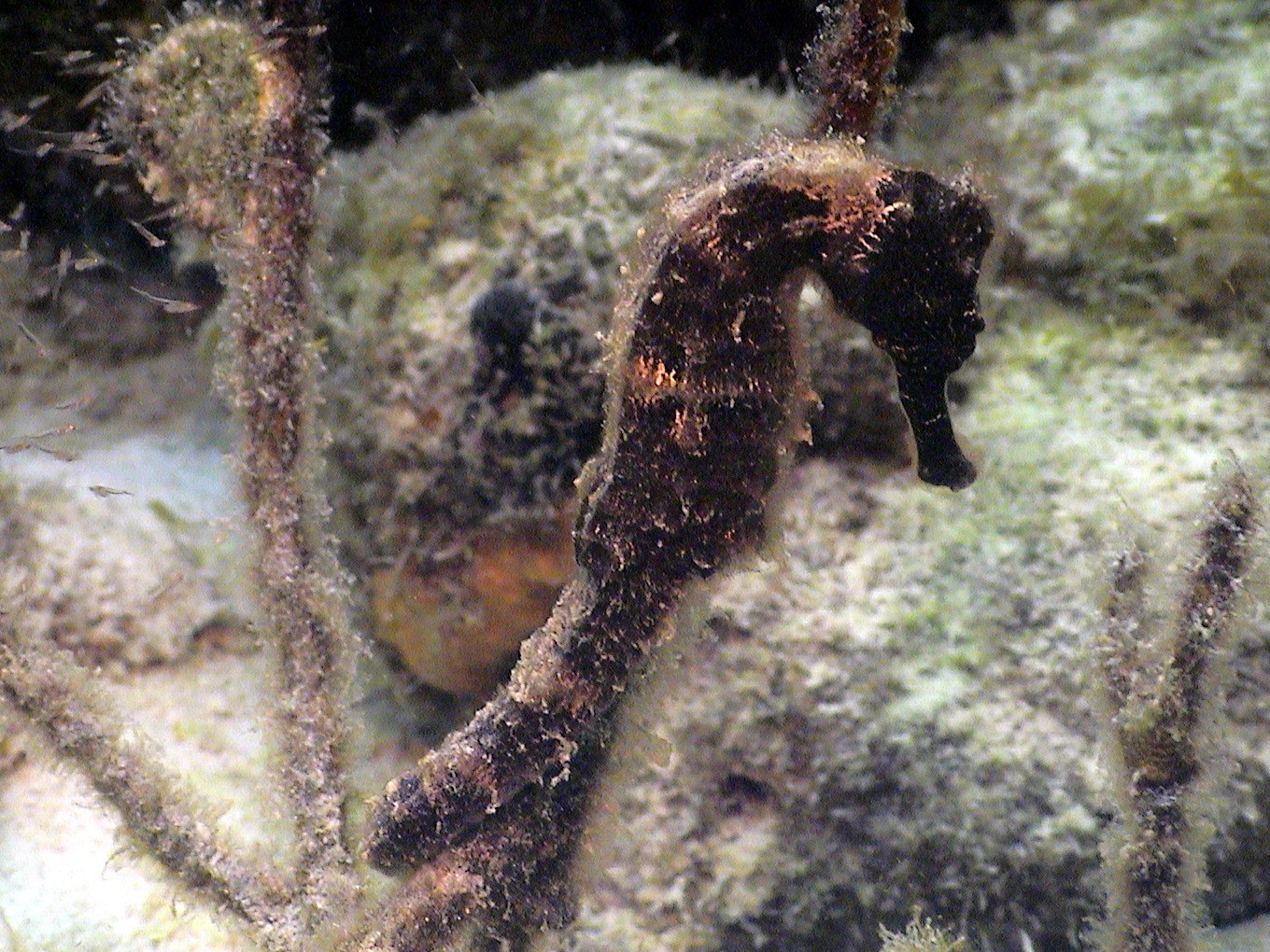 Black Seahorse in Curacao