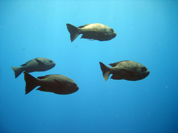 Black Snapper