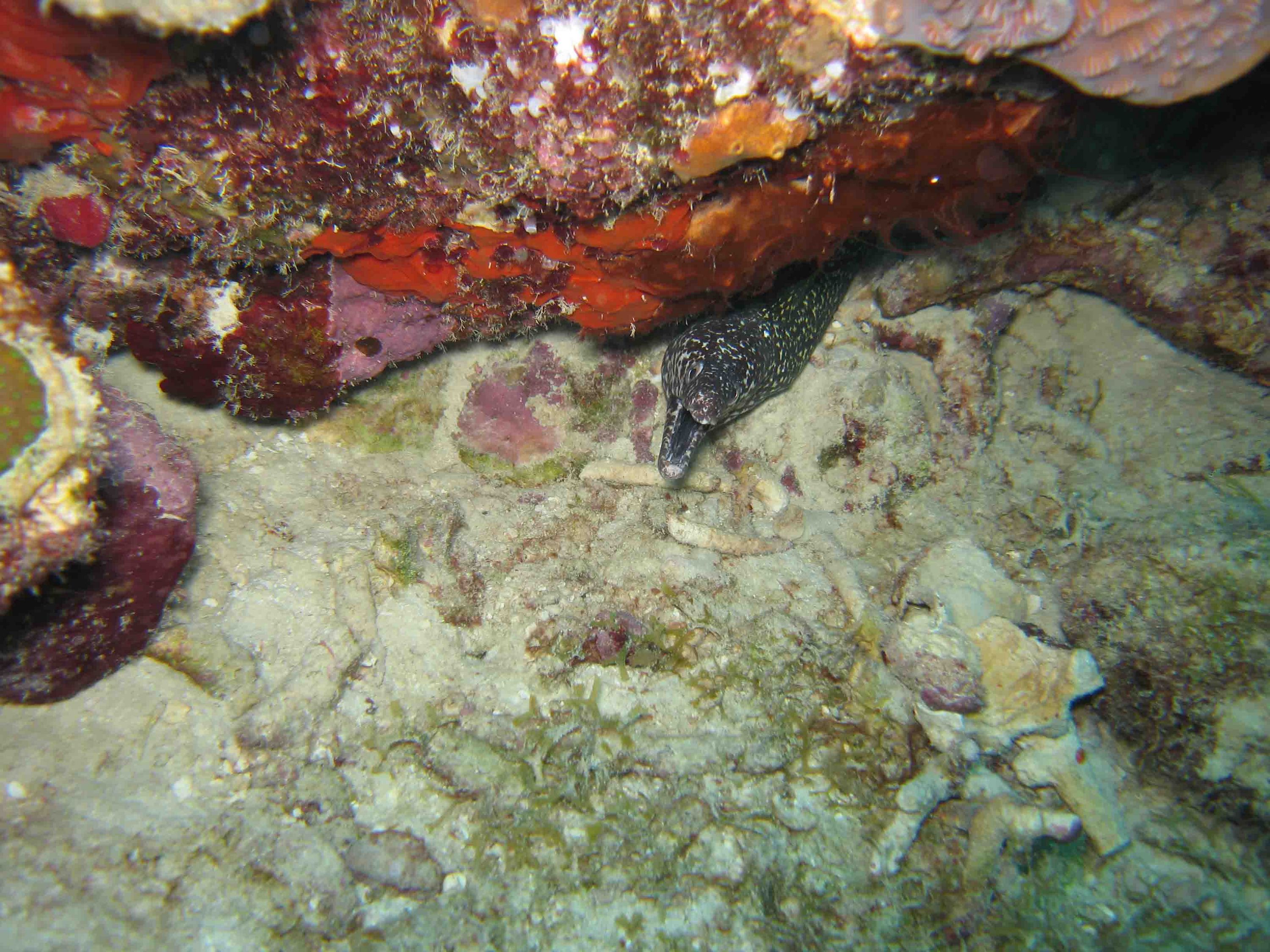 black spotted moray