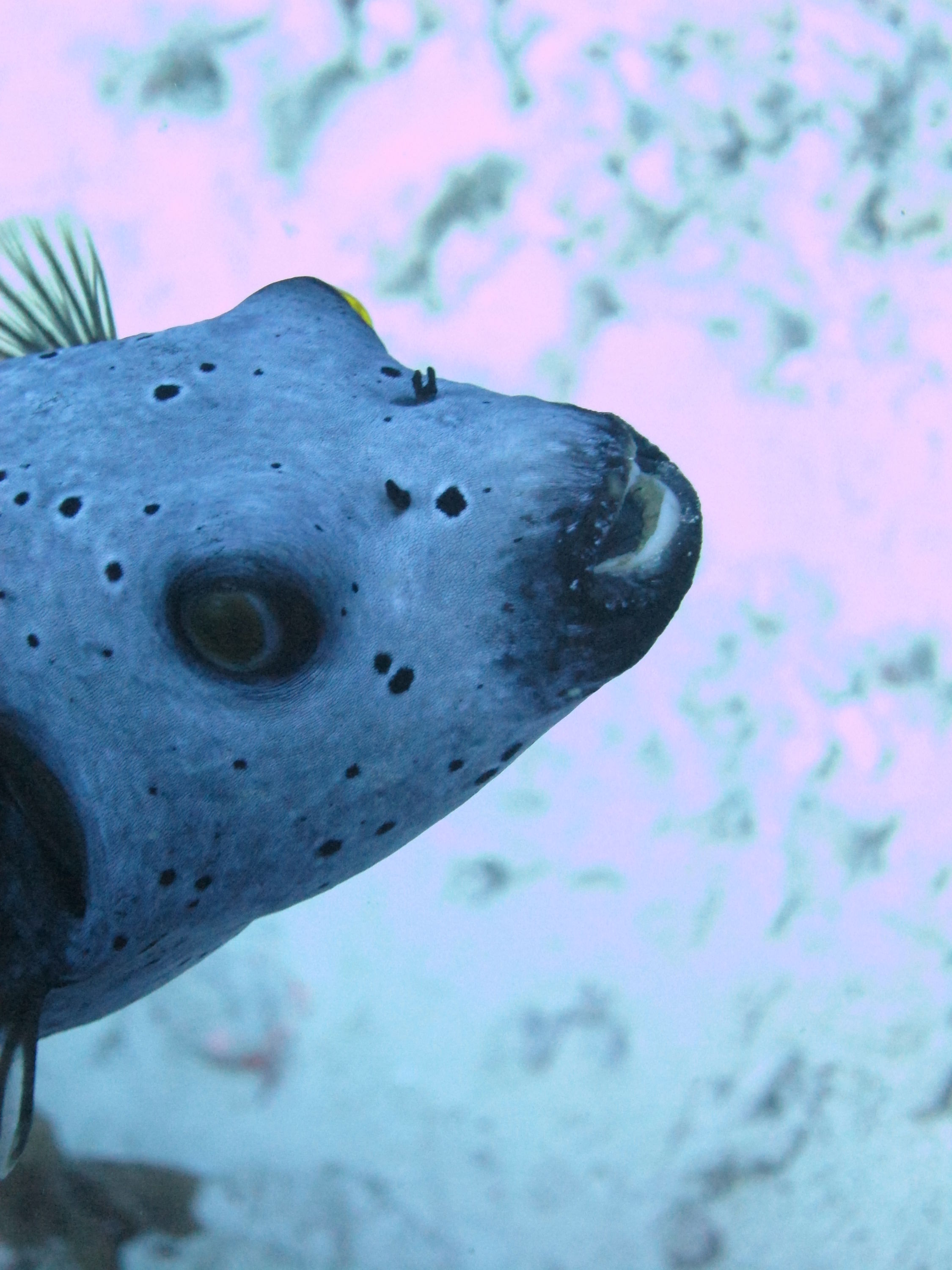 Black Spotted Puffer Fish