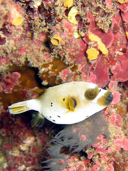 Black Spotted Puffer