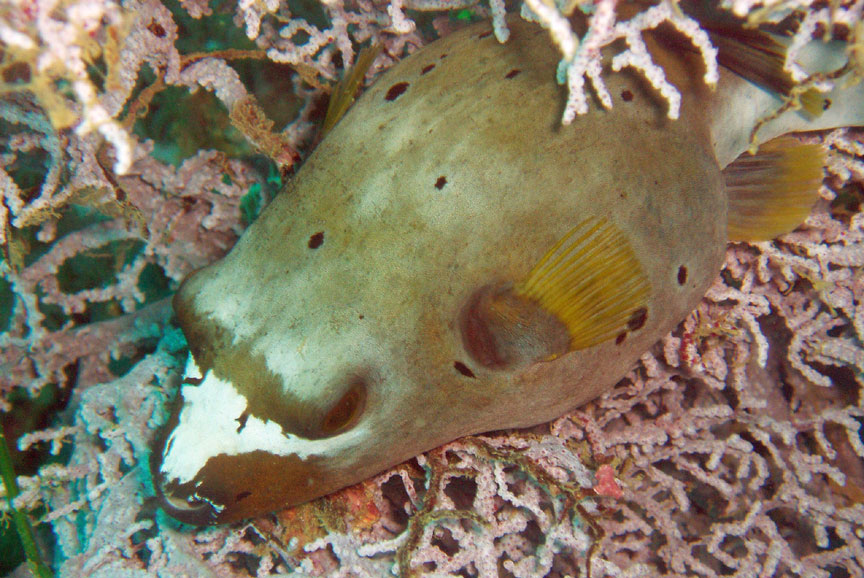 Black-Spotted Pufferfish