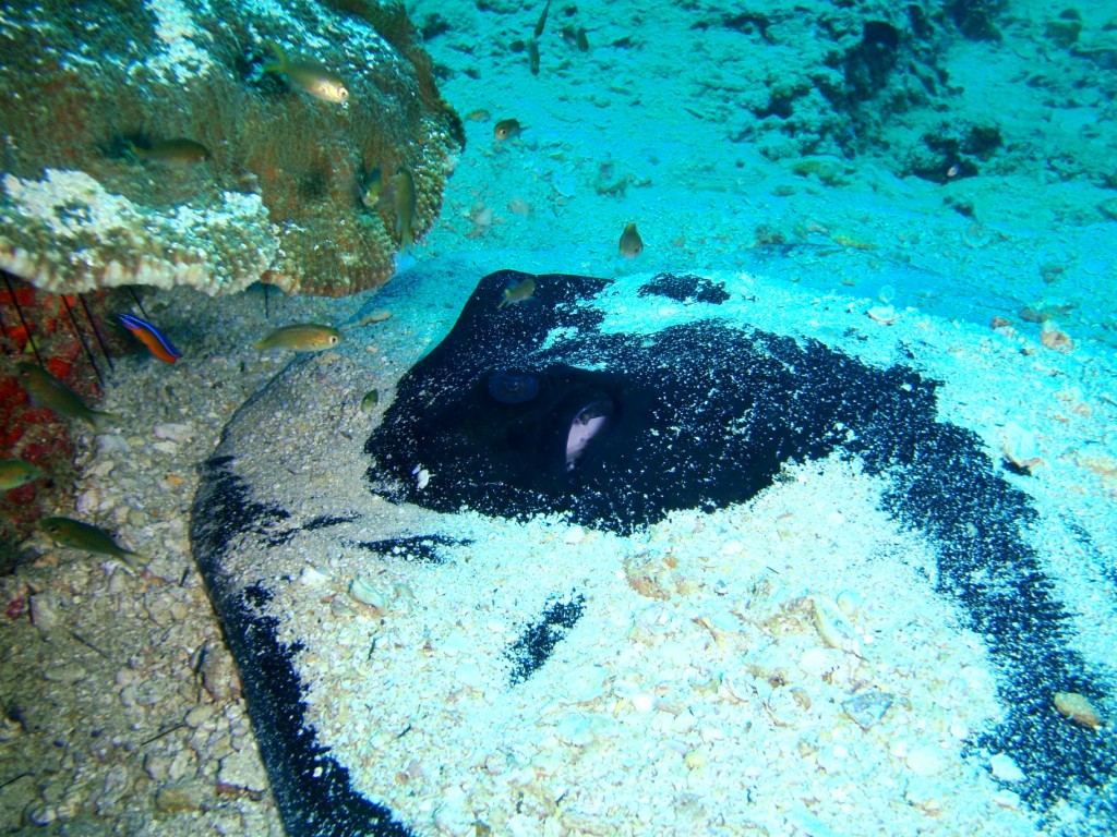 Black Stingray