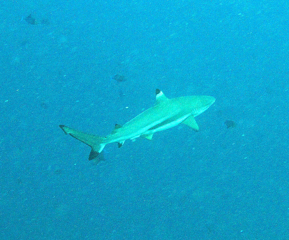 Black tip  Manado