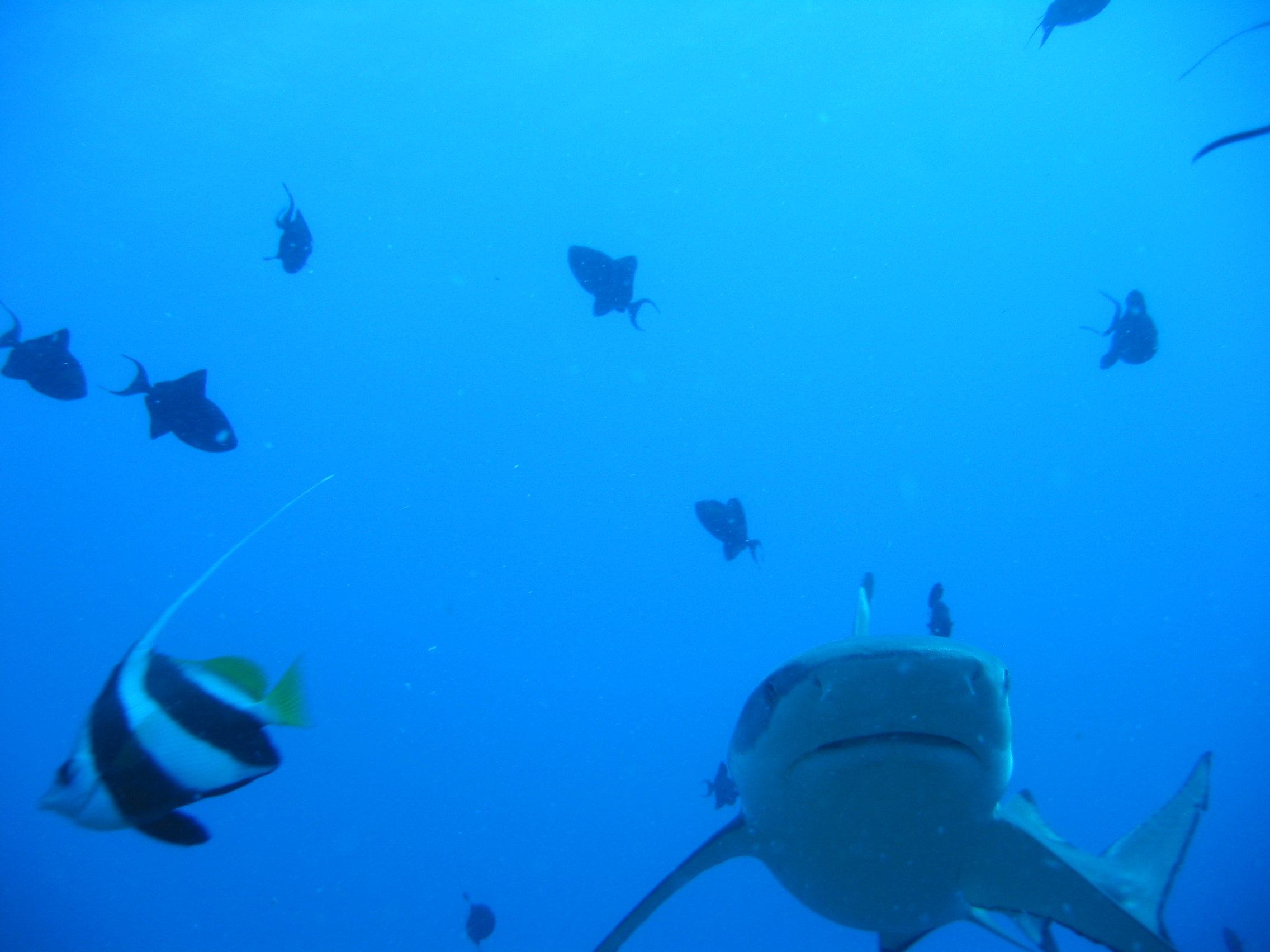 Black Tip Reef Sharks