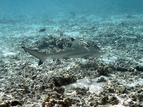 Black tip