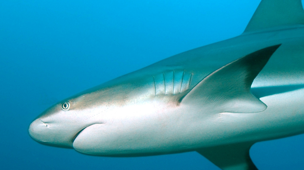 Black-tipped Reef Shark