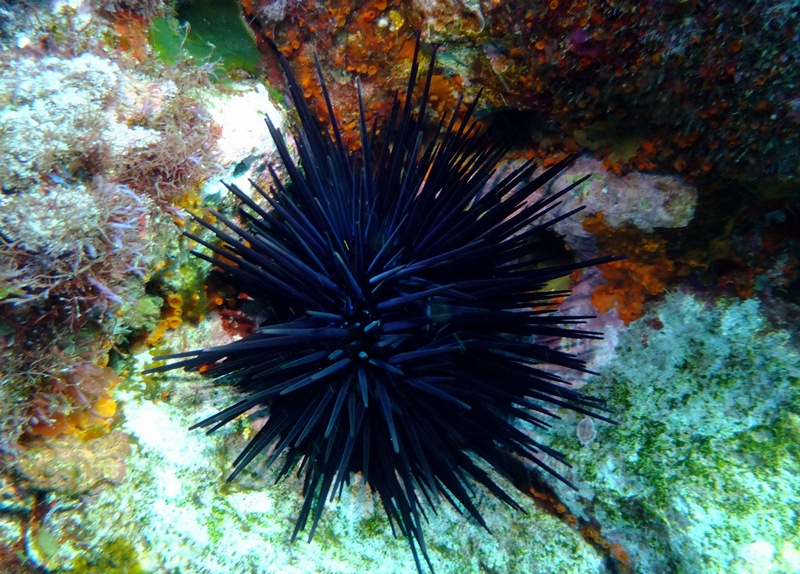 Black Urchin