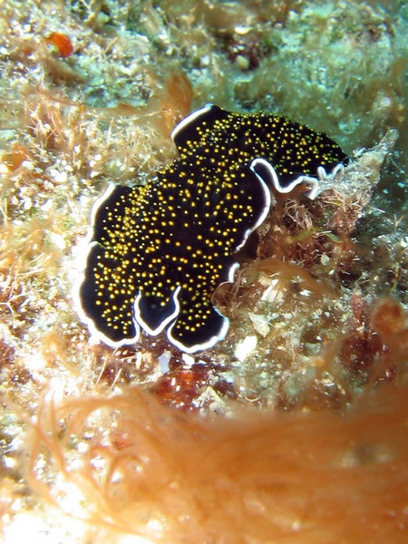 Black, White & Gold Flatworm