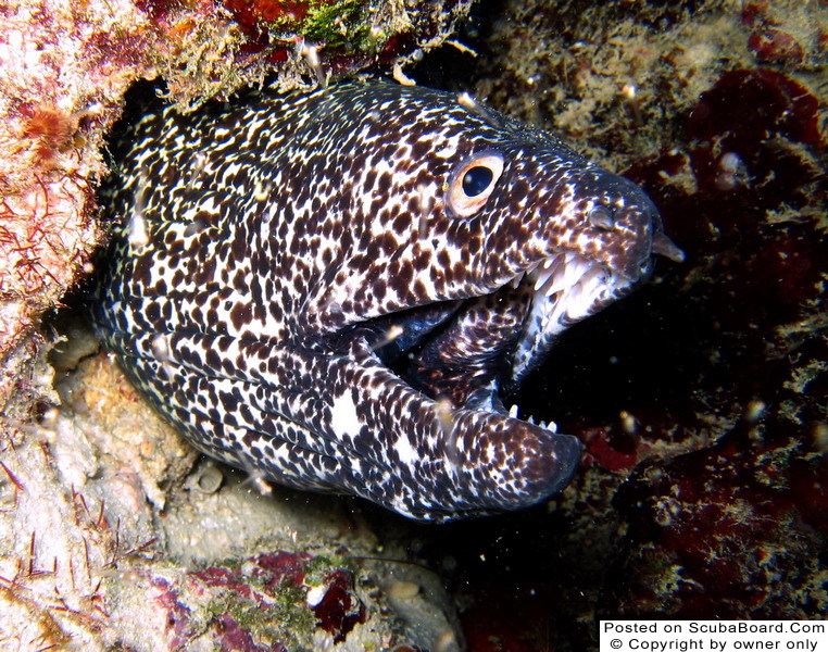 Black & White Moray