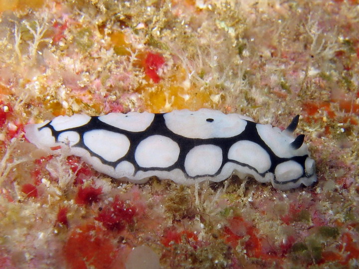 Black & White Nudibranch