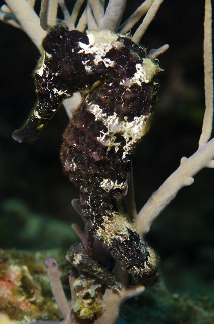 Black & White Seahorse