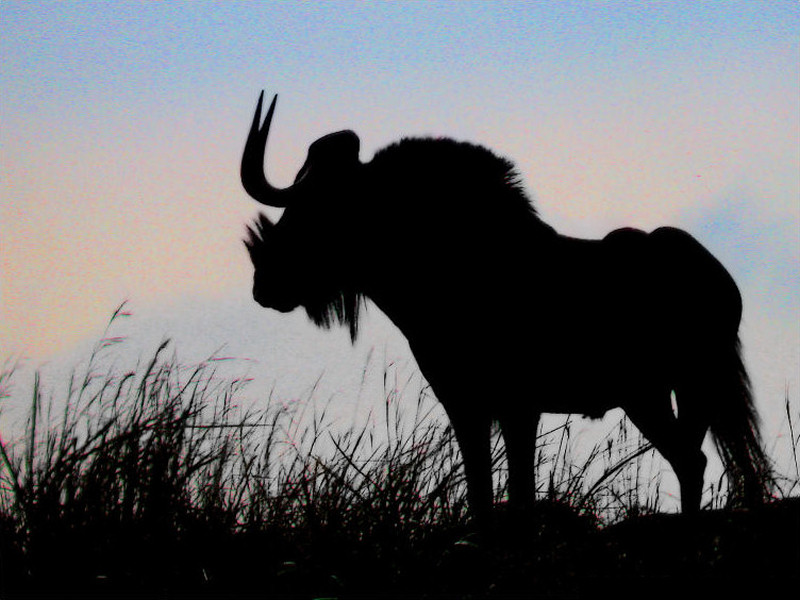 Black Wildebeest