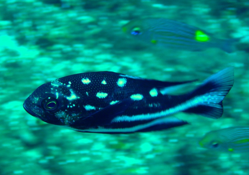 Black_and_white_fish_in_motion