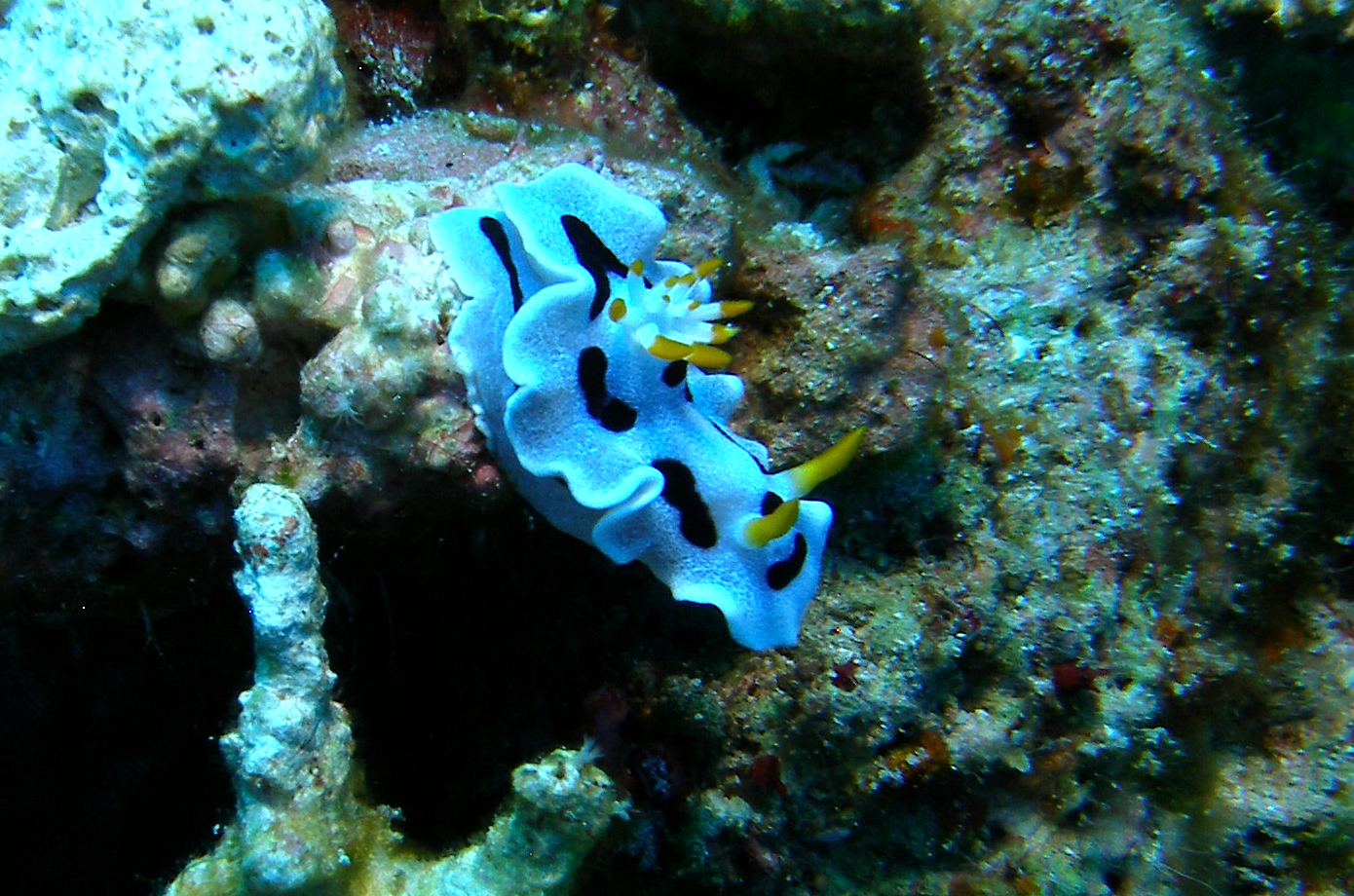 Black_and_White_Nudi_Cabilao_