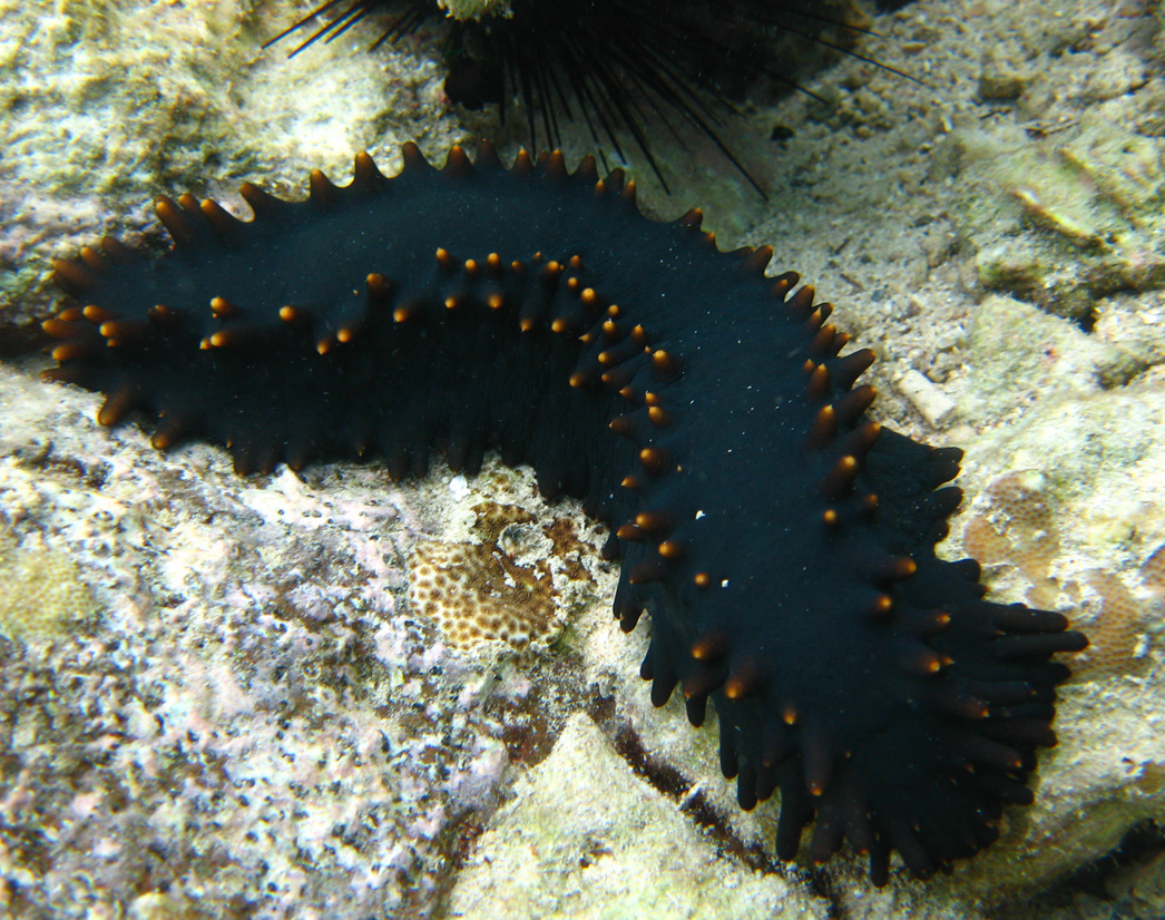 black_seaslug1