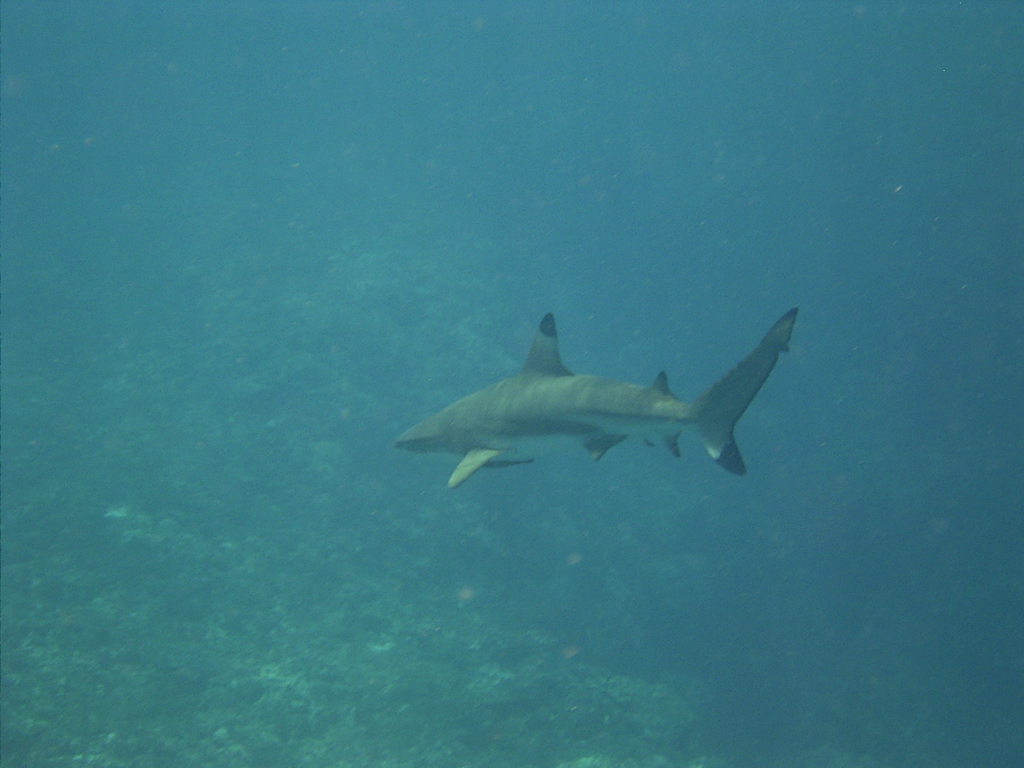 Black_tip_reef_shark1