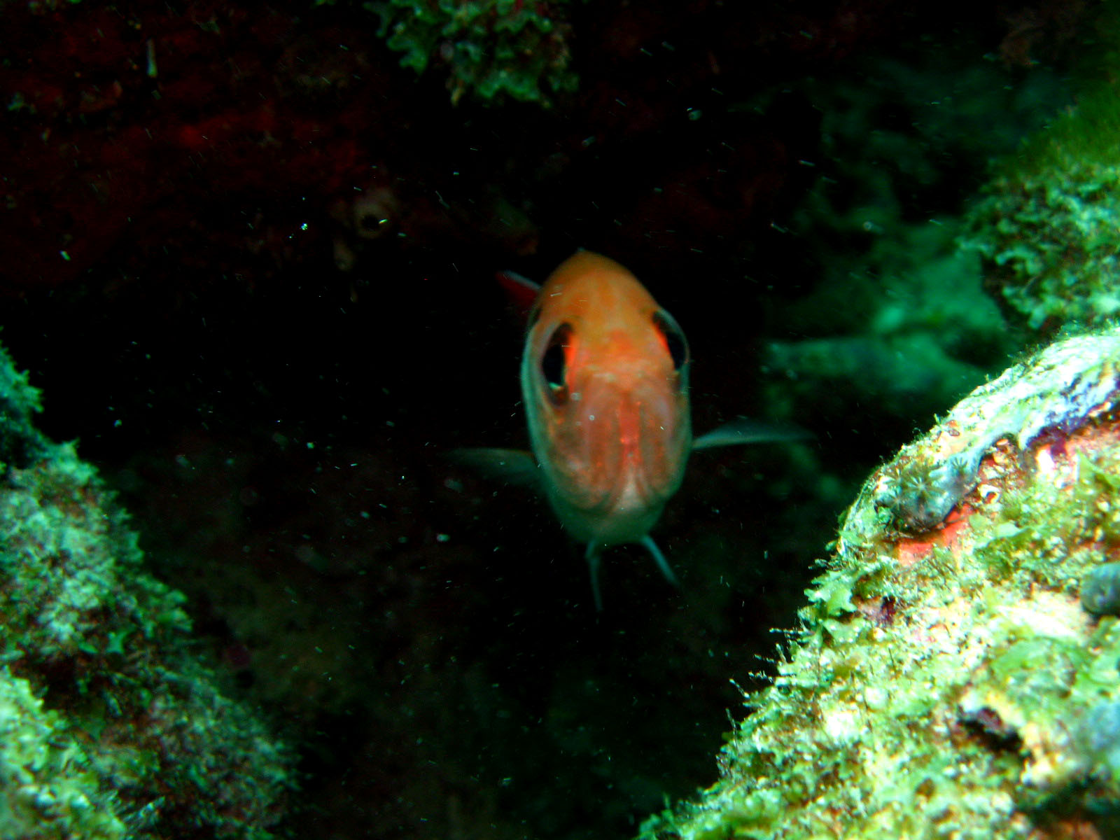 Blackbar Soldierfish peeking out