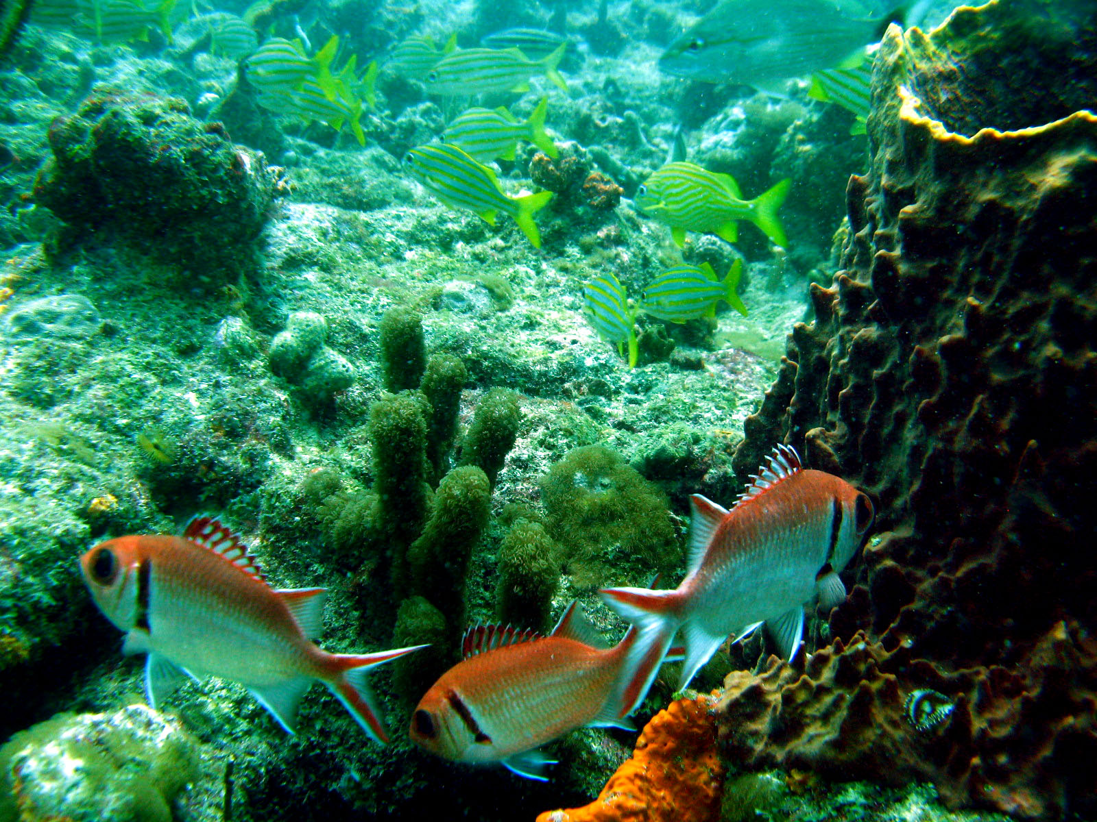 Blackbar Soldierfish