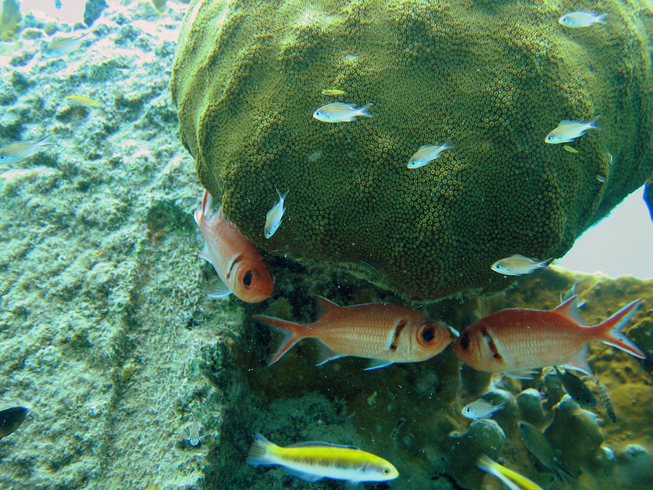 Blackbarred Sodierfish in Bonaire