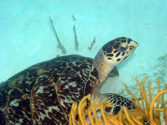 Blackbear-Hawkbill Sea Turtle