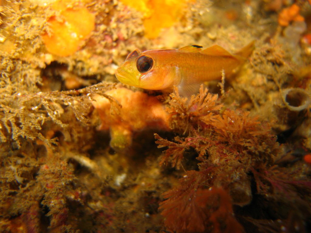 Blackeye Goby at Cueva Valdez, Santa Cruz Island