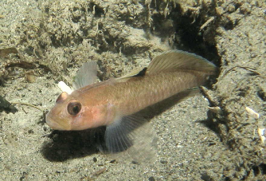 Blackeye Goby