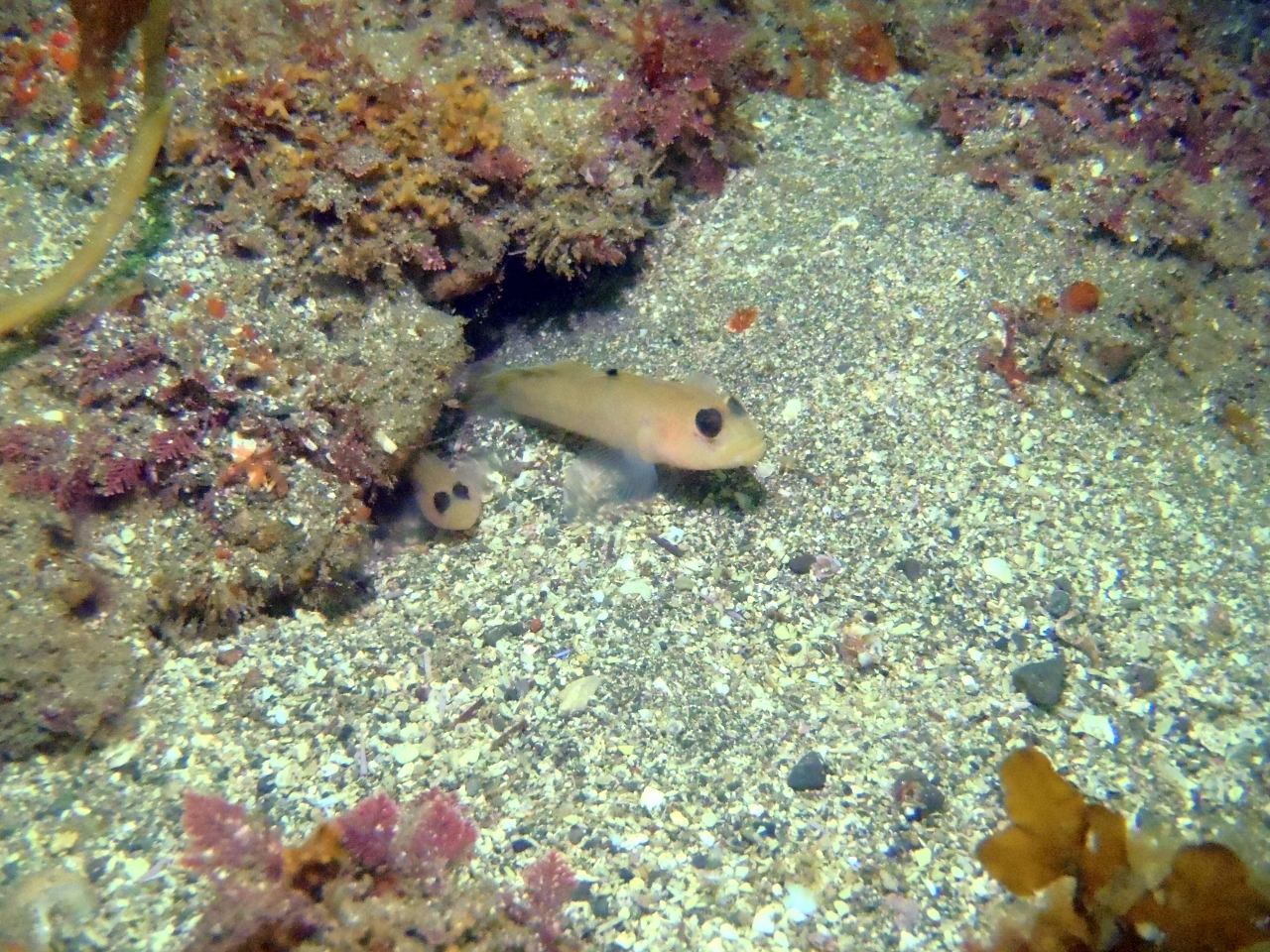 Blackeye Goby