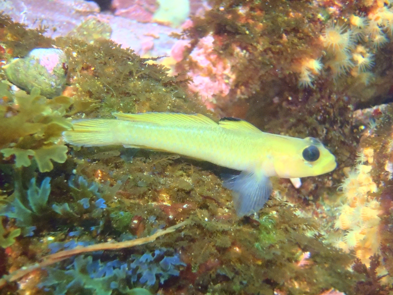 Blackeye Goby