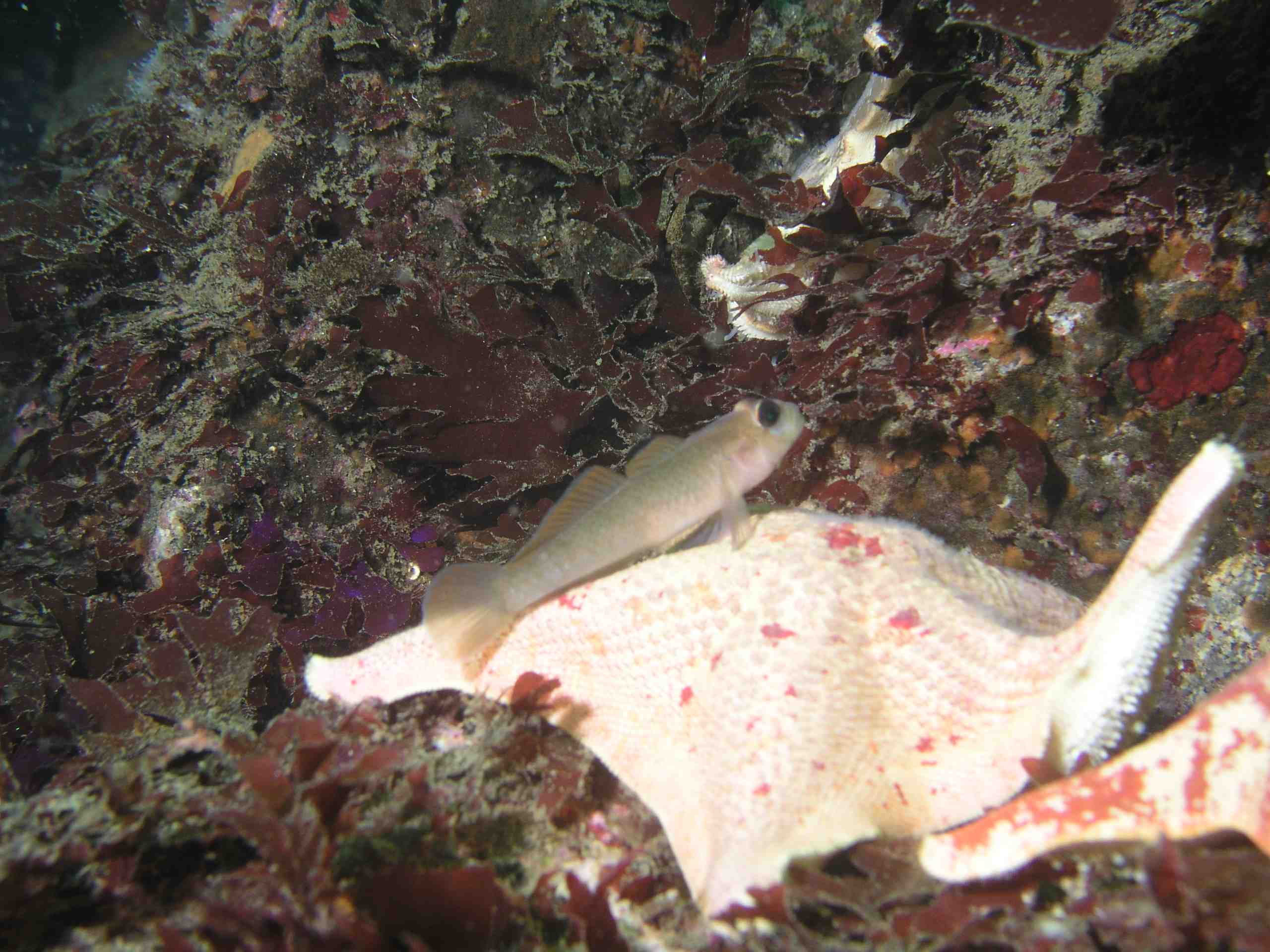 Blackeye Goby