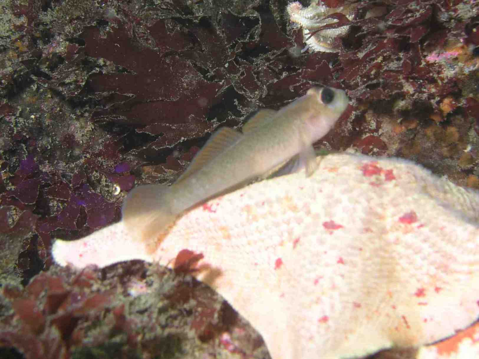 Blackeye Goby