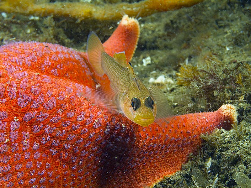 Blackeyed Goby